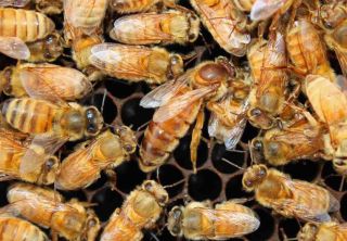 Порода пчел кордован