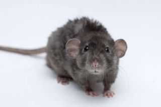 Кудрявая крыса дамбо рекс