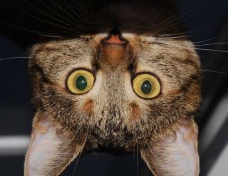 Животные вверх ногами