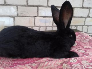 Черный фландр кролик