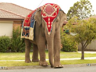 Украшение слонов в индии