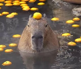Капибара с мандарином