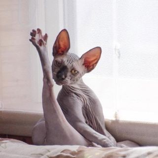 Смешной кот сфинкс