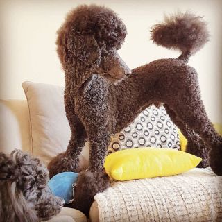 Короткая стрижка пуделя