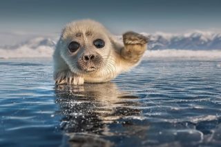 Байкальская нерпа в воде
