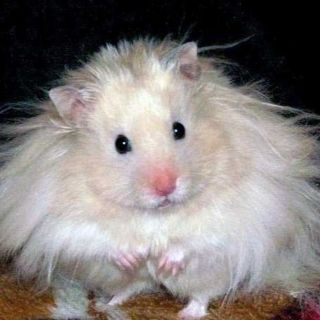 Ангорский пушистый хомяк
