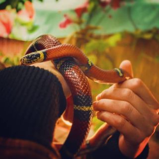 Бахтур змея