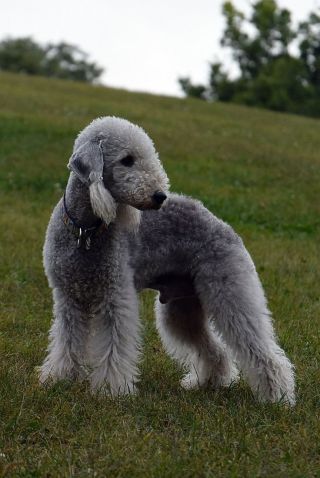 Берлингтонский терьер