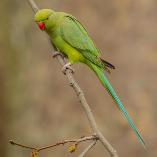Зеленый длиннохвостый попугай