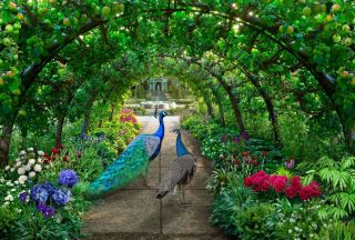 Павлин в саду