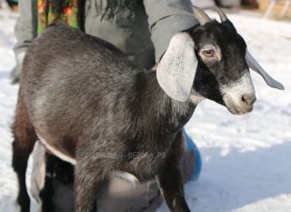 Козы сангоу