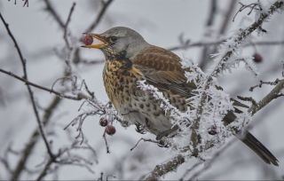 Птицы вологодской области