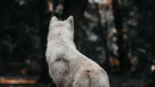Волк со спины