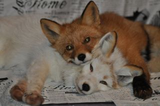 Белая и рыжая лиса