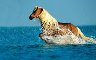 Лошади в воде