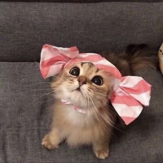 Котенок с бантом