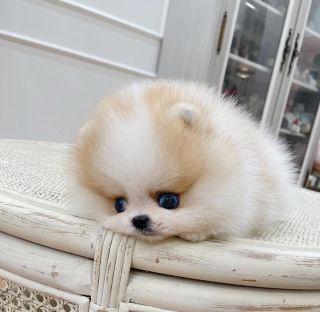 Микро шпиц порода