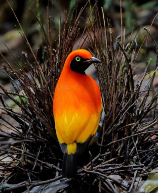 Птичка шалашник