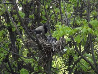 Гнездо ворона