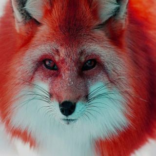 Красный окрас лисы