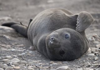 Южный морской слон детеныш