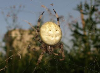 Паук луговой крестовик