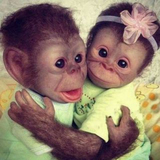 Две мартышки