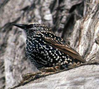 Птица в крапинку