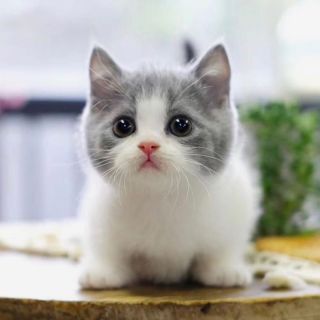 Котята породы манчкин
