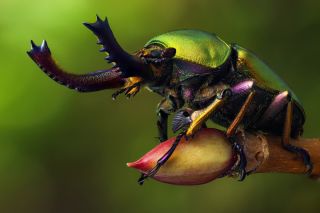 Жук слоноед