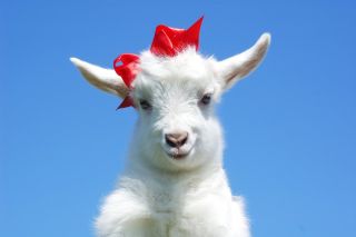 Милая коза