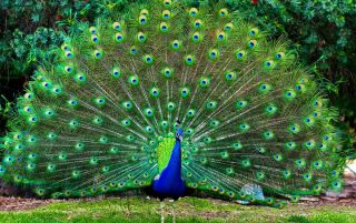 Дикий павлин