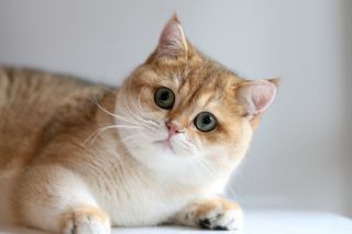 Манчкин шиншилла