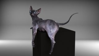 Черепаховый сфинкс