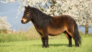 Эксмурский пони