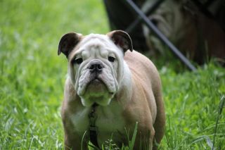 Бельгийский бульдог