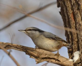 Птицы тульской области