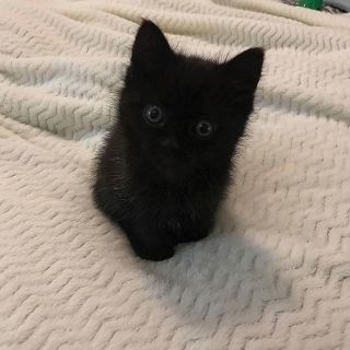 Маленький черный кот