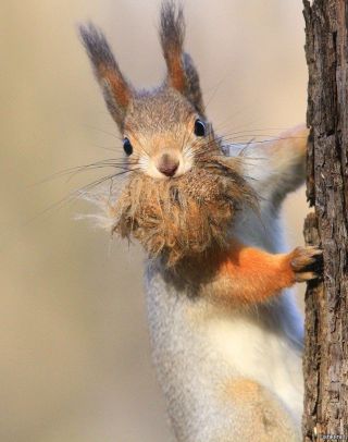 Жилище белки