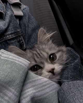 Фоточки котиков