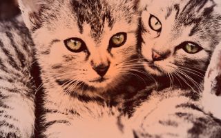 Парные обои с котами