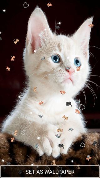 Живые кошки