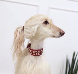 Собака с вытянутым лицом