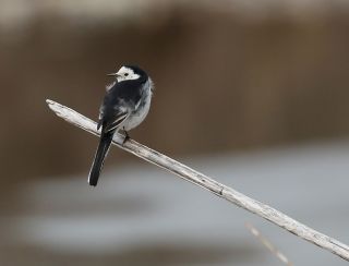 Птица с белой грудкой