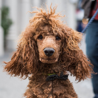 Кудрявые породы собак