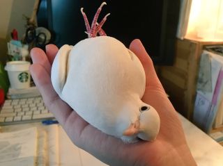 Самый большой голубь