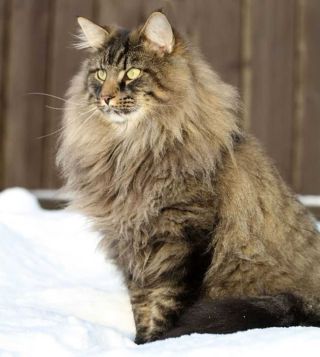 Сибирская лесная кошка