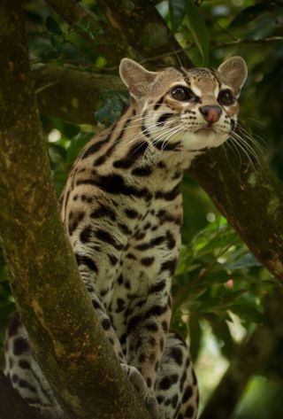 Дикая леопардовая кошка