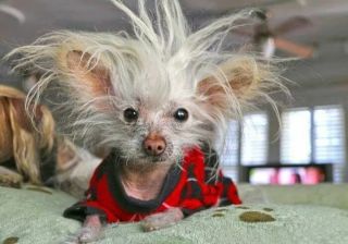 Взъерошенная собака