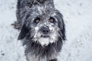 Самая волосатая собака